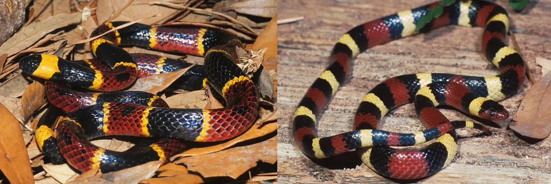 Batesian Mimicry Snakes.jpg