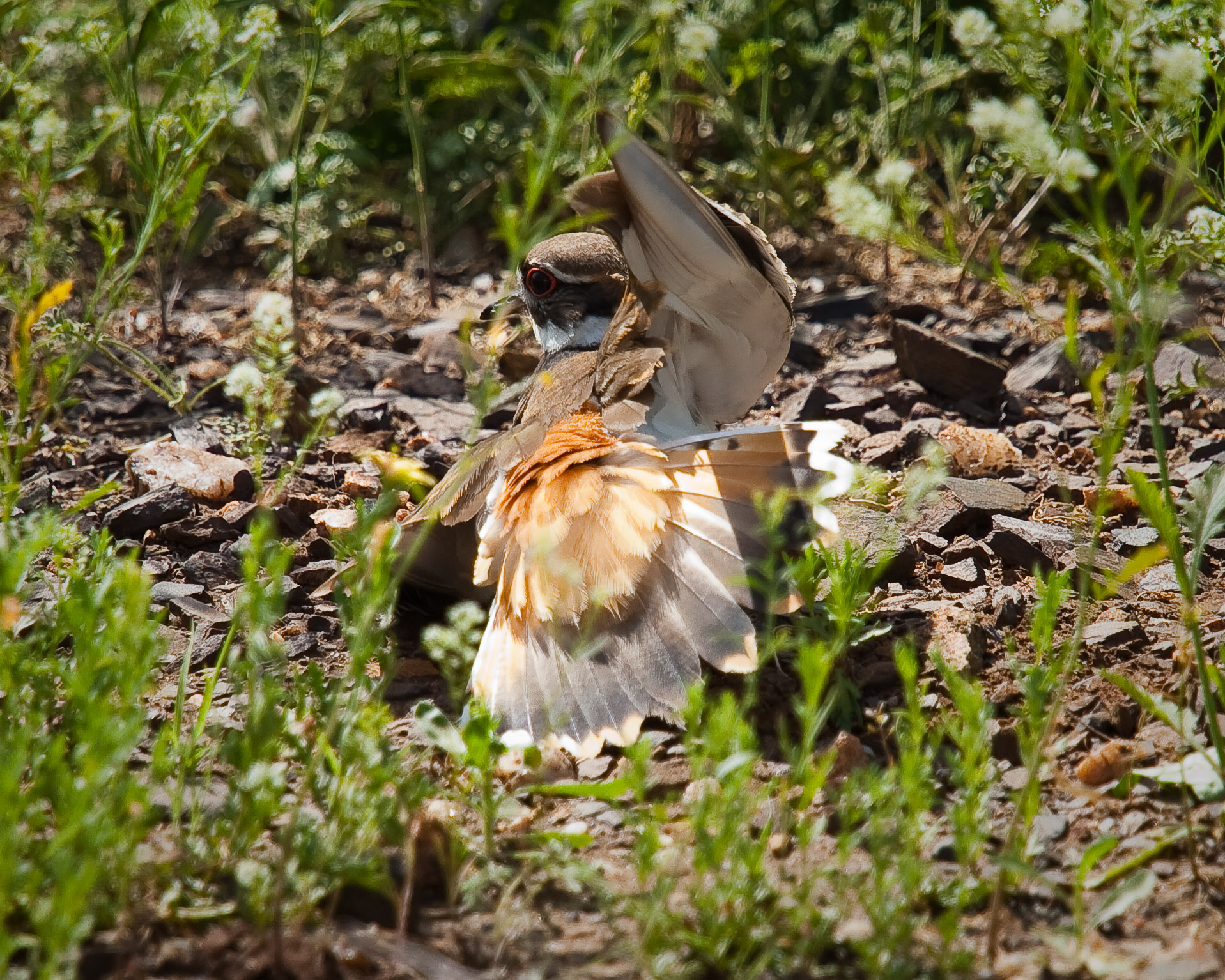 killdeer_broken_wing_display.jpg